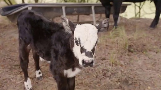 Lucas Oil TV Spot, 'Life Off the Track: Florida Farming'