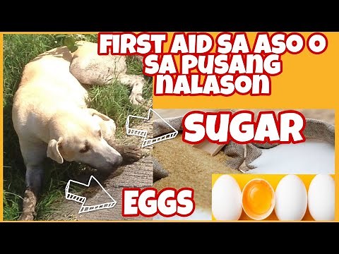 Ano Ang gamot sa asong nalason | home remedy | Duko