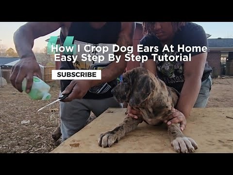 Ear Cropping Made Easy How To Get The Best Crop On A Budget