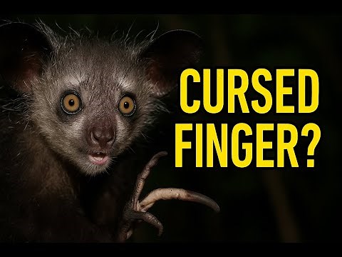 Wild Profile The Aye Aye Meet the Creepiest Primate on Earth – funny animal videos