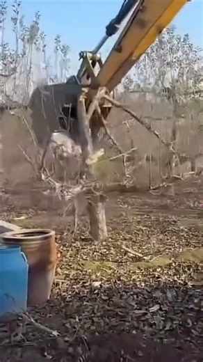 A heavy machine that is being used to clean trees in a large area