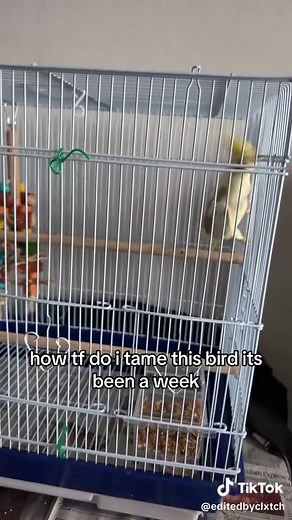 Caring for Cockatiels: Enhancing Your Bird's Habitat