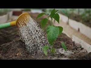 Mastering Kumquat Tree Growing: A Complete Guide#KumquatTreeGuide#GrowKumquatsAtHome#CitrusTreeCare