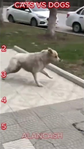The Ultimate Cats vs Dogs Battle!