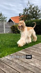 Unusual Dog Breeds You've Never Seen!! #animalfacts #wildlife #fblifestyle #viralreels | FactClaw AI