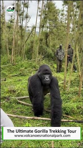 Uncovering Rwanda's Pristine Habitats: Amidst in the family of mountain gorillas #vlogs #nature