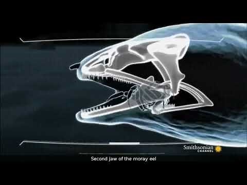 How the second jaw of a moray eel works