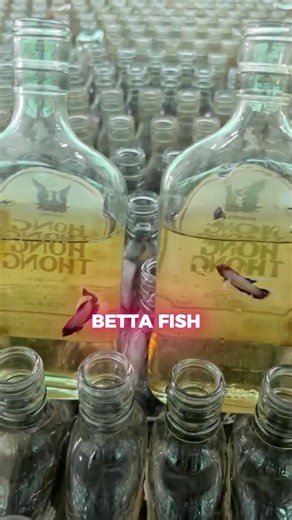 This Betta Farm is INSANE