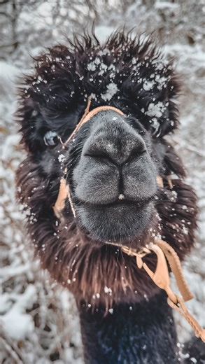 Welcome to winter wonderland ❄️❄️❄️ We had the most beautiful snow walks during the last days 😍 . . #alpakamomente #alpakas #alpaka #alpacas #alpaca #alpacalove #alpacafarm #alpacalife #alpacasofinstagram #alpacasofinsta #alpakaliebe #farm #farmlife #farmliving #farmlifebestlife #essencity #kettwig #haarzopf #nrw #winter #winterwonderland #snow #snowsnowsnow #snowisblack | Alpakamomente auf Gut Gatzweiler