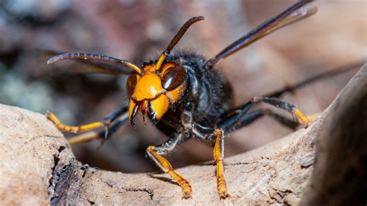 'Traps out' - Irish beekeepers' war on deadly Asian hornets as sting op launched
