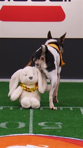Taking your potty break at #PuppyBowl is all part of the game plan... right? 😆