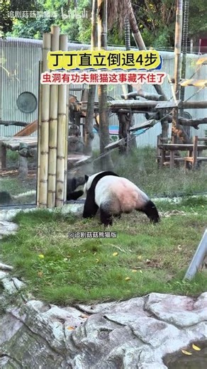 10.9 Dingding stands upright and takes four steps backward; the fact that there's Kung Fu Panda i...