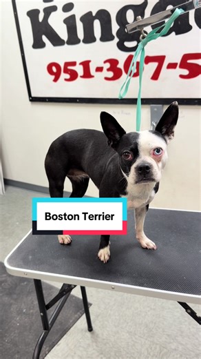 Boston Terrier Grooming Tutorial for Pet Owners