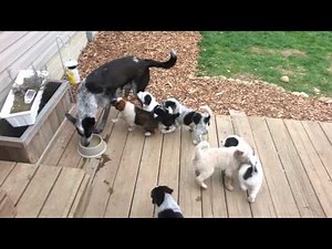 Mama weaning puppies