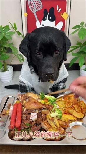 #This dog is obviously a freeloader #Dog's daily life #Cute pet feeding diary #Dog eating #Living