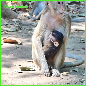 4.7K views · 135 reactions | So Pity baby monkey's cries for milk grew louder, causing its extremely scared mom | RESEP Monkey | Facebook