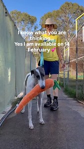 Dear Valentine, I’ll carry your carrot if you hold my paw 🥕🐾💘 Meet Yumi, our sweet girl on the lookout for her forever Valentine. Yumi has a neurological condition that gives her the cutest little floppy gait, but don’t let that fool you. It only adds to her charm and absolutely does not slow this beautiful 2 year old down. She’s incredibly loving with humans and gains confidence from other greyhounds, so she’d thrive in a home with a resident hound who’s also searching for their soulmate. If