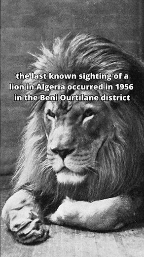 The last photo of a wild lion in the Atlas Mountains by Marcelin Flandrin #history #facts