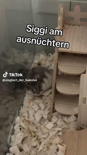 #hamster #fyp #pet #hamstersoftiktok #siegbert