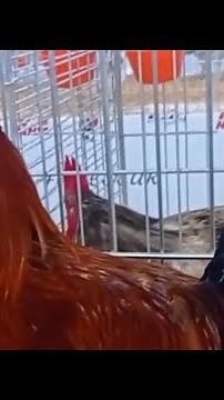 Spanish fighter, roosters and hens.