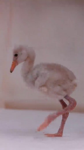Flamingo Hatching Season Begins at Fort Worth Zoo