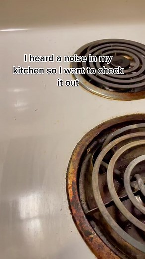 Mouse Inside Stove: Dealing with Rodent Infestation in the Kitchen