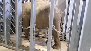 1K views · 36 reactions | ELEPHANT BUSINESS INC. Maruyama Zoo...