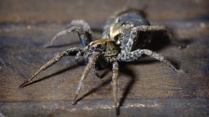 472K views · 2.6K reactions | This new app identifies Aussie spiders, so you don't have to. | SBS Australia | Facebook