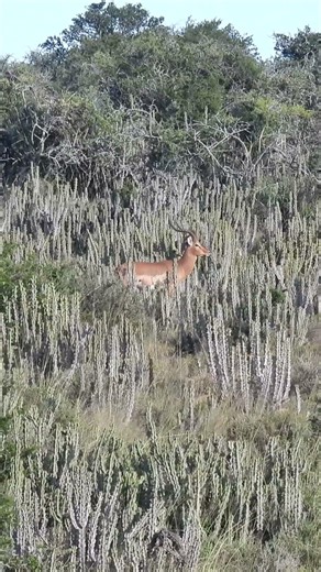 Beautiful impala taken by client #wildlife #hunting