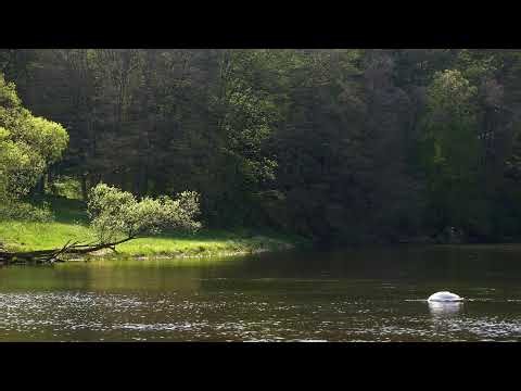 🐇🌱🦢 Soft River Valley Water Sounds in Spring