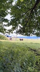 May need to change the spark plug (Via @imblokaye/TikTok) | Slap Dicks Cattle Co.