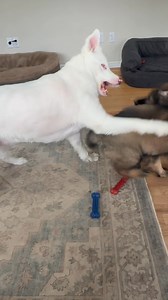 I REALLY didn’t think Rosie would be the one Emma Mae loves to play with. It’s good for Rosie. Being blind & deaf it would be easy for her to just lie around. She’s enjoying so much attention 🤗 | John Gray Writer