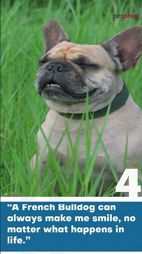 5 Hilarious Funny French Bulldog Quotes to Make You Laugh