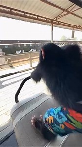 Say Hello/Hi chimpanzee, love we give to Chimps KIKI😍 ❤️ #monkey #animals #monkeys #monkeysr #photography #monkeylove #animallovers #monkey #MonkeyBusiness #PrimatePals | Wildlife Wonders