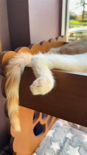 Goose Flash snuggling in the front window. Orange boys are the best. 🧡 Come see our full house today, 10 - 9. We’re smitten for kittens. And Barney. | Kitty Corner Social Club