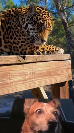 Fun You Can't Miss😂 #shorts #viral