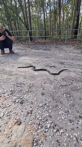 5M views · 765 shares | Snakes won't attack or chase you.. This brown snake had every opportunity to sort brooke out.. but no | Harrison's Gold Coast and Brisbane Snake Catcher | Facebook