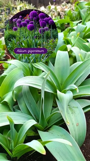 Huerta y Vivero Agroecológico on Instagram: "La planta de Allium Giganteum simboliza fuerza y protección, ahuyentando a los malos espíritus dando protección al hogar. Su imponente flor esférica da belleza y color al jardín resaltando ante cualquier otra flor. Resiste la sequedad y cualquier tipo de suelo. #alliumgiganteum #vivero#Bariloche #flower #paisajismo #paisajismopatagonia"