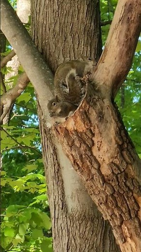 🌳 we found baby squirrels and I am SO HAPPY 🌳