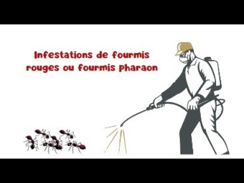 Infestation de fourmis rouges ? Voici les 6 conseils efficaces pour s'en débarrasser rapidement.