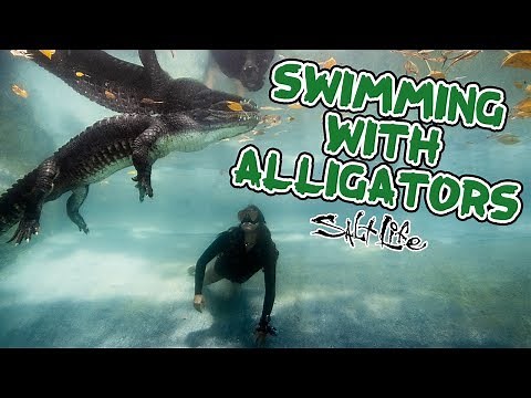 Swimming with Gators | Salt Life