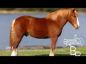 Jake-Beaver Ranch-Draft Cross-Trail Riding-Fox Hunter-Jumping-All Around Gelding