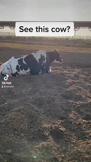 Dairy cows are domesticated animals and as such, it is our responsibility to take care of them. As a vet I work with farmers to ensure cows are getting physical exams and appropriate treatment! #dairy #cow #fresh #freshcow #postpartum #support #supportivecare #twins #twinbirth #difficultbirth #dystocia #preemie #calf #calves #parturition #laboranddelivery #vet #obgyn #veterinarian #dairydoc #dairykind