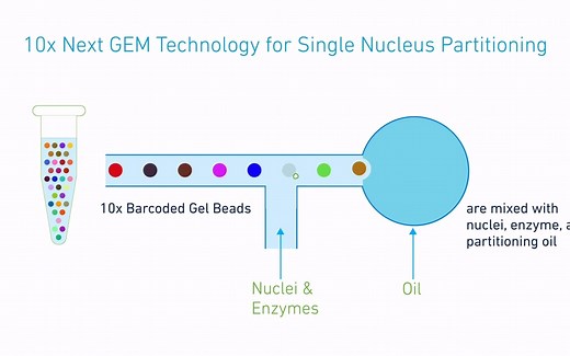 10x Genomics (v2) 单细胞ATAC测序工作原理