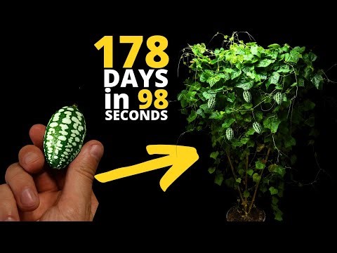Mouse Melon Seed to Harvest Timelapse in 98 Seconds (178 DAYS)