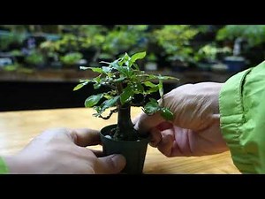 根っこから作ったロウヤガキ（老爺柿）/根伏せ約10年 【新芽の剪定】♯738
