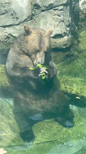 Adorable Bear at Central Park Zoo, New York 🐻🌿 | A Peaceful Wildlife Moment
