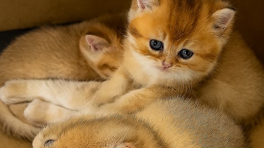 Sweet Ginger Kittens Snuggle Together | Funny Cat Videos