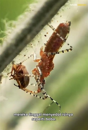 Predator yang menyimpan mayat korbannya