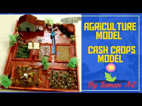 How to make an Agriculture Model | Cash crops | For school projects & Activity